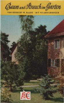 Baum und Strauch im Garten.