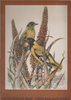 South African Birds.