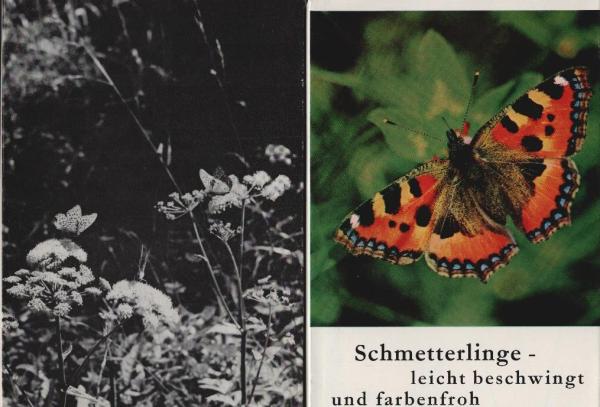 Schmetterlinge leicht beschwingt und farbenfroh