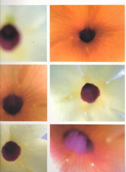 Blumen : Fotografien.